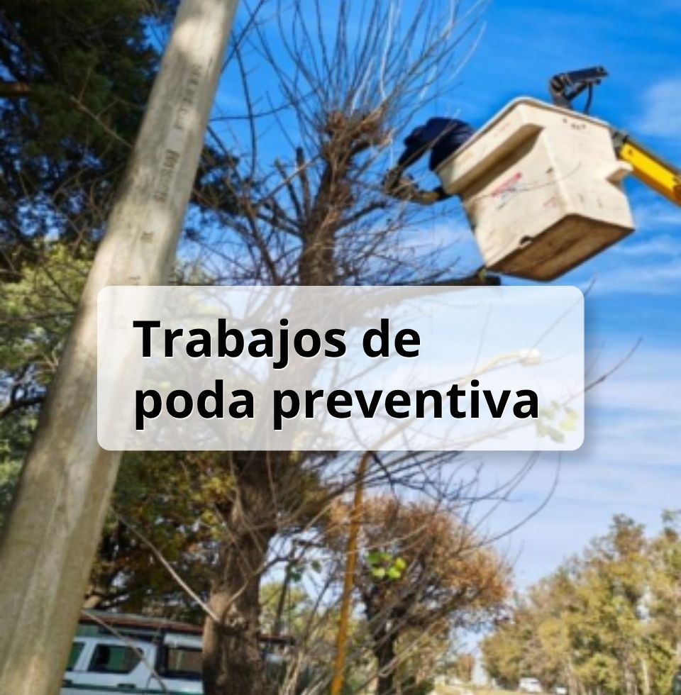 Mantenimiento y seguridad: Realizamos trabajos de poda preventiva.