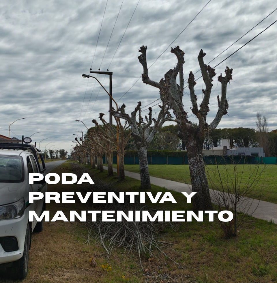 Poda preventiva y mantenimiento.